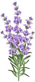 Lavender